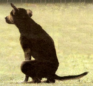 Fido
